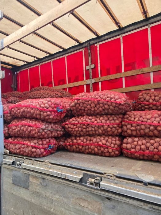 Cartofi de sămânță / pentru animale