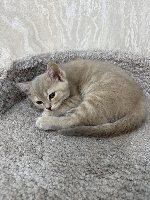 Продам котёнка девочку Скоттиш страйт