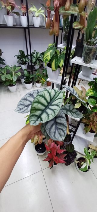 Hardkor uy qurilishi jinsiy yosh talaba Anya Kimberly Noel bilan