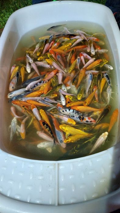 Sturioni, Crapi japonezi, koi butterfly, Carasi, Iaz, Crap