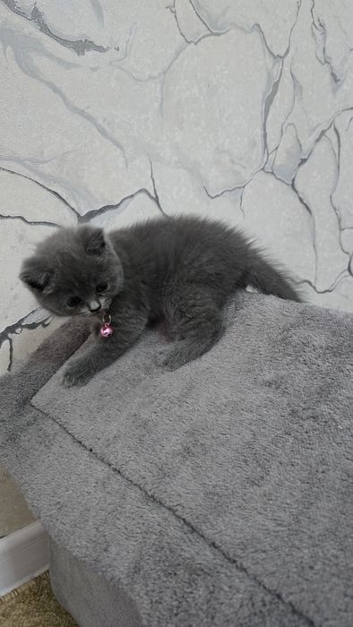 Продаются котята Скоттиш (страйт/фолд)