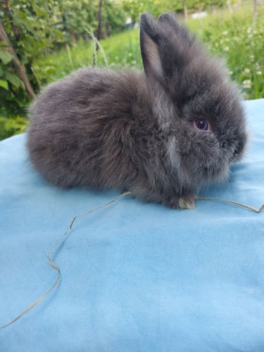 Iepuri pitici teddy,pui 7 saptamani