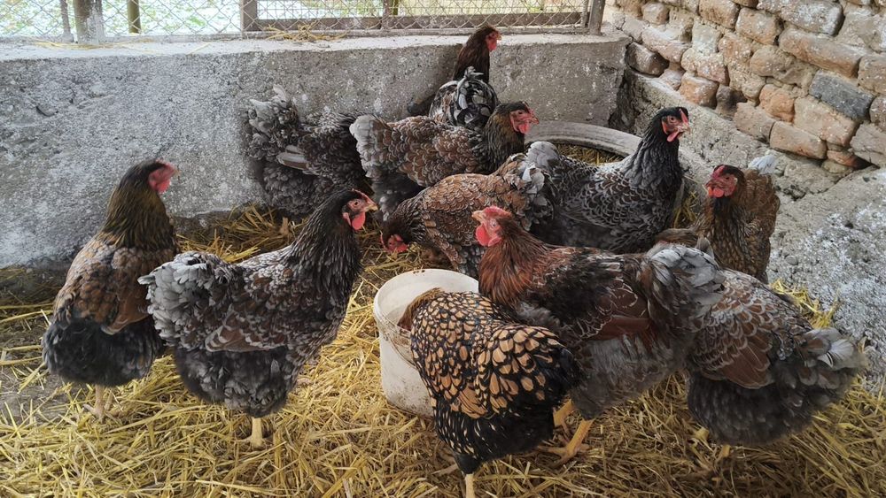 Wyandotte auriu albastru