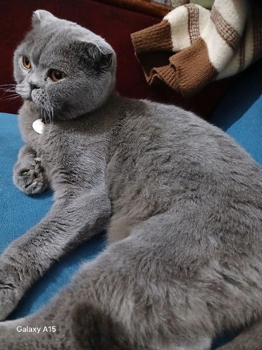 Sotiladi Skotish Fold