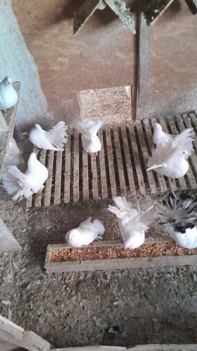 Porumbei curcanari albi