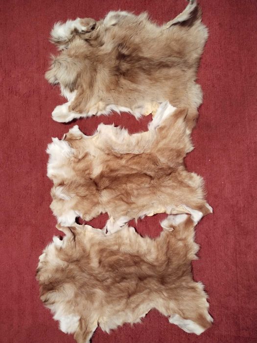 Продам лисьи шкурки