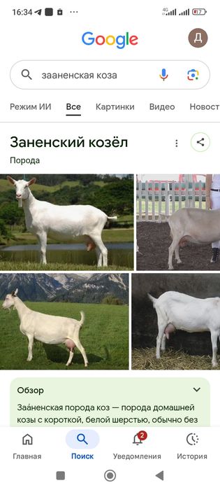 Ешкі сатылады.Сауын сүтті ешкі сатылады