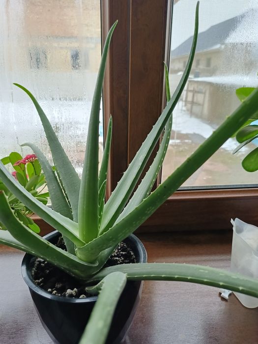 Продам алоэ вера