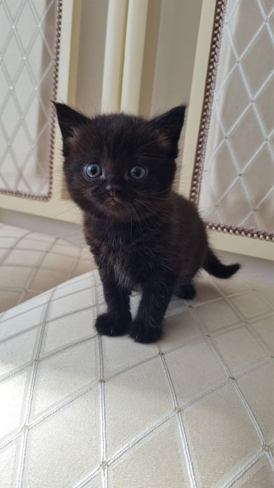 Продам котенка в хорошие руки