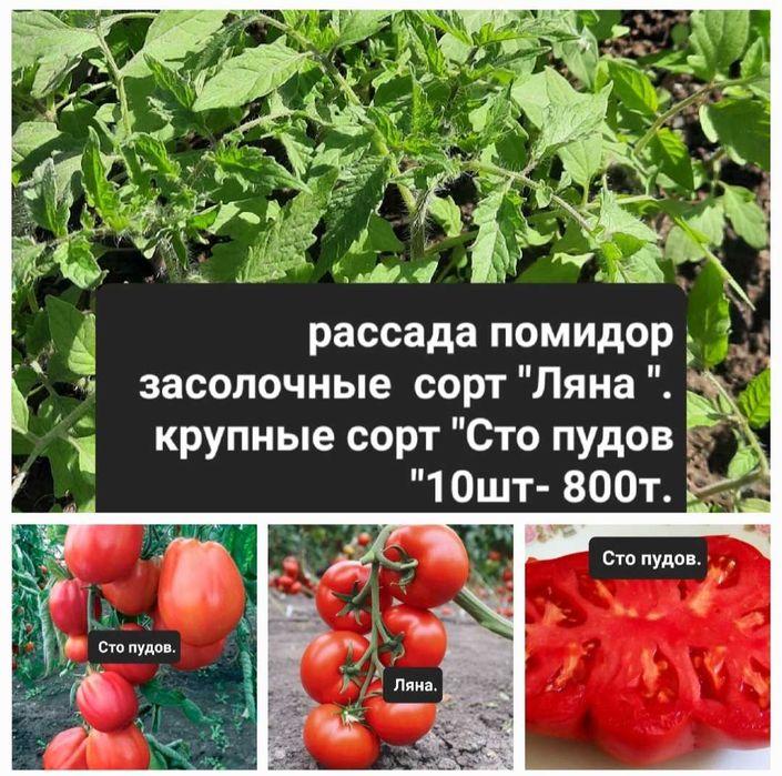 Рассада помидор  ,овощей