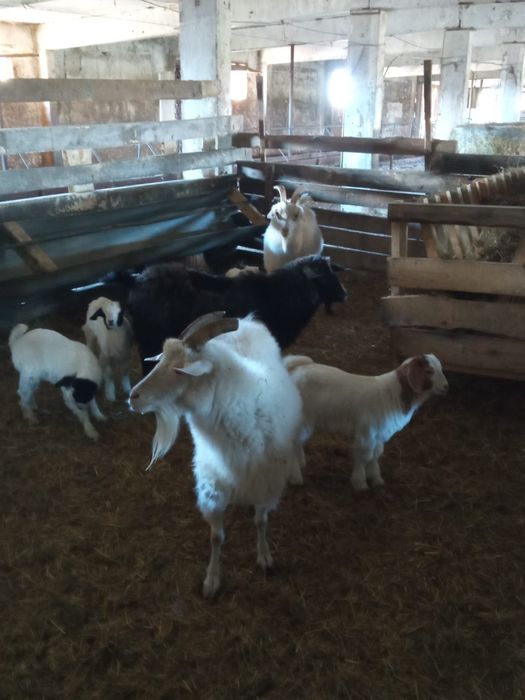 Продам 4 коз и 6 козлят