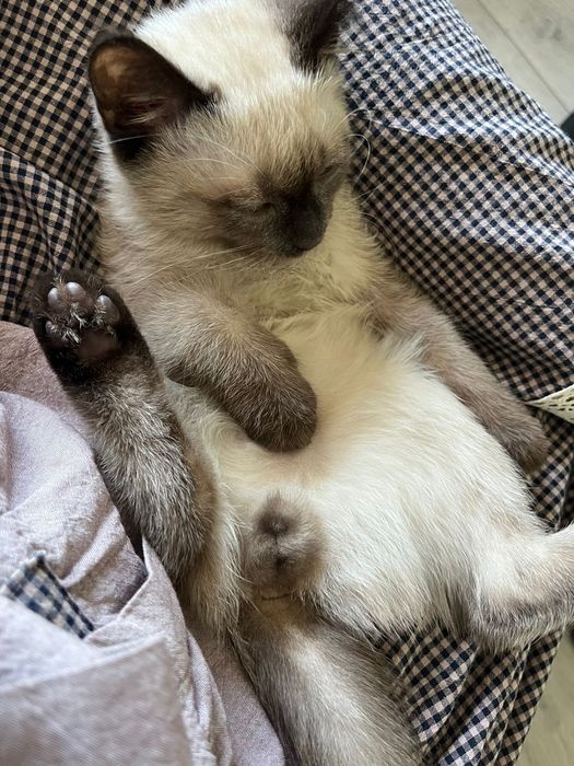 Отдам котёнка в добрые руки