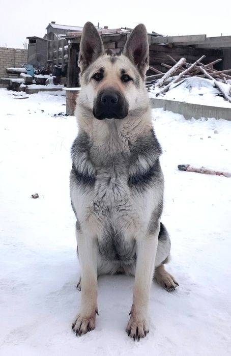 Щенки восточно-европейской овчарки
