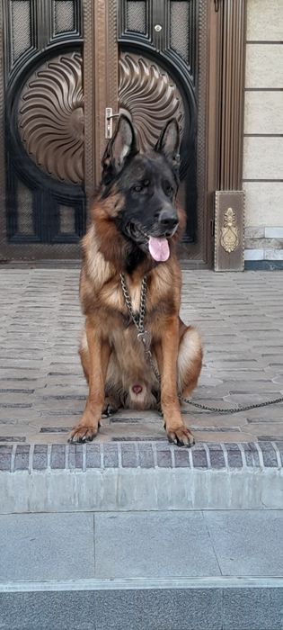 Немецкий овчарка