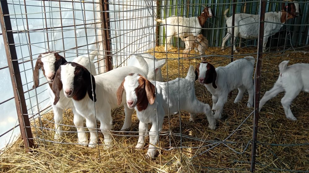 Iezi și iedute din rasa Boer