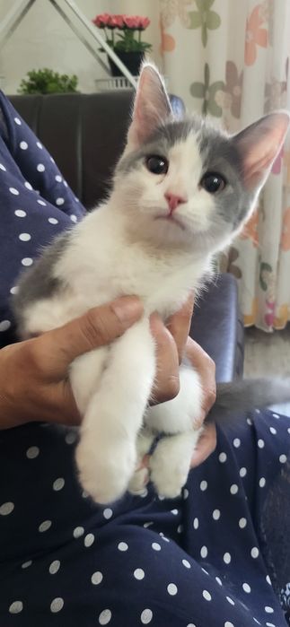 Отдам котят в хорошие руки