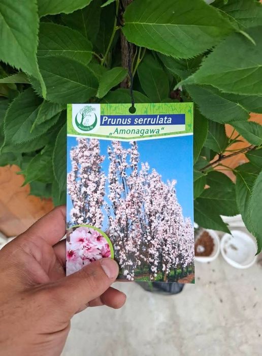 Японска вишна amonagawa