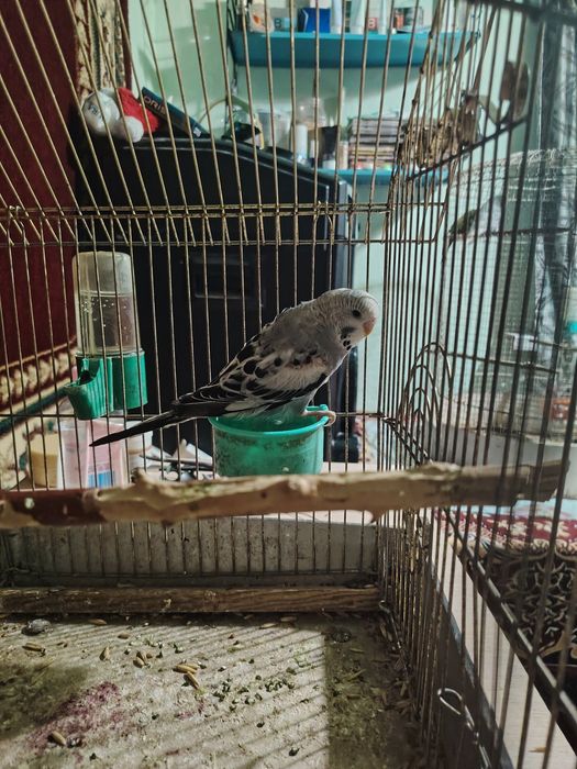 Волнистый папугой