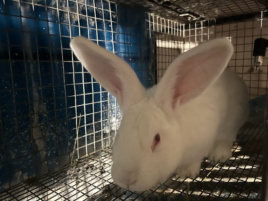 Iepurasi 2 luni si maturi