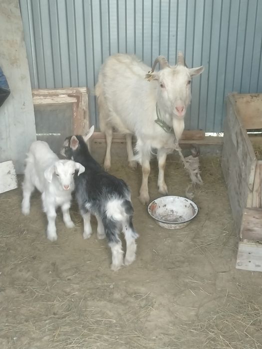 Ешки 2 лагымен занен