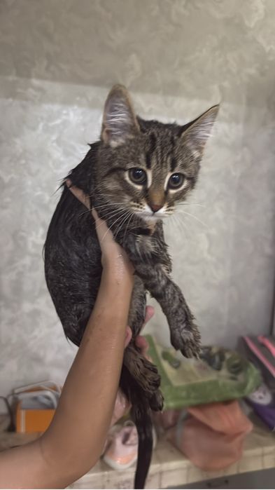 Отдам котенка в добрые руки