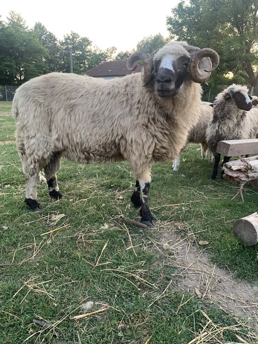 Vand berbec,3 ani,brez