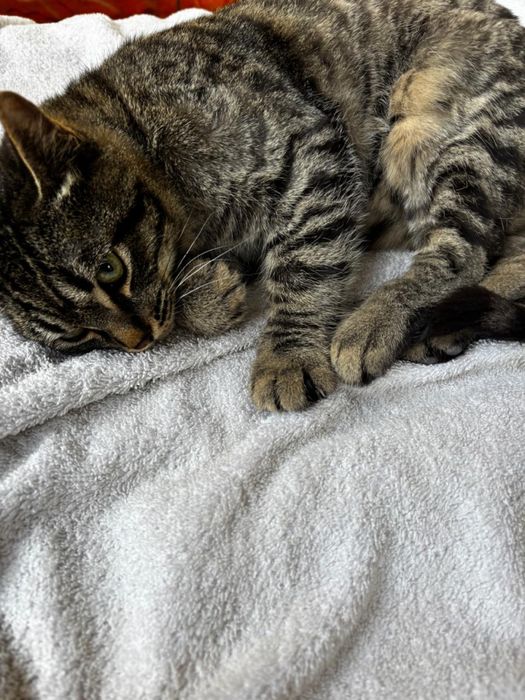 Отдам котенка в добрые руки