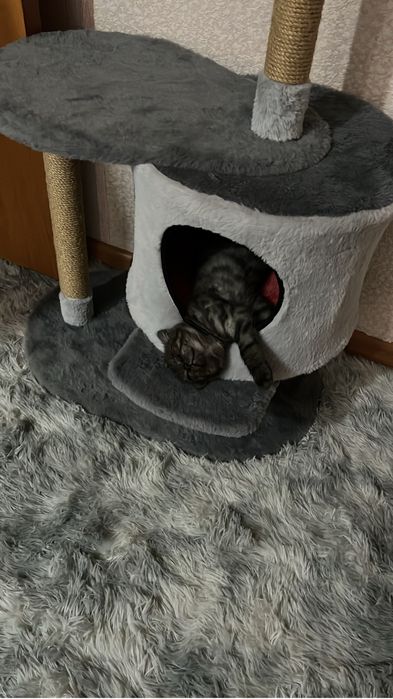 Шотланский котенок