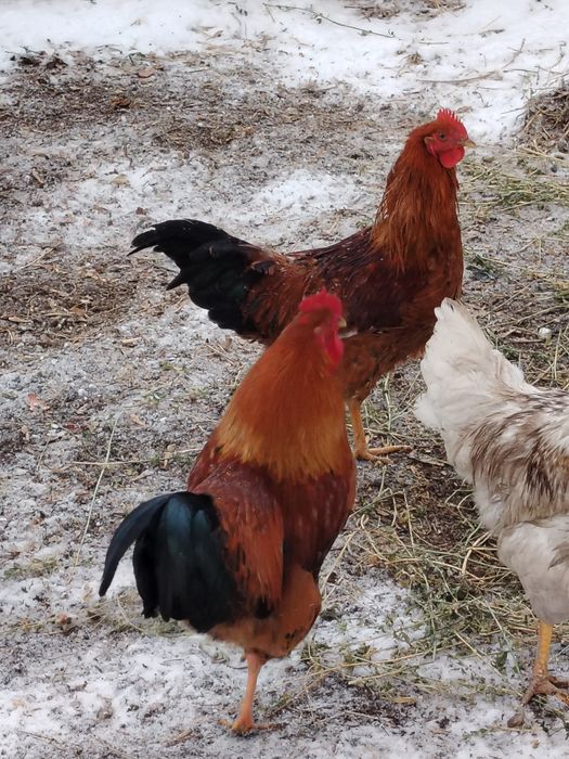 Қораз сатылады 9 айлық