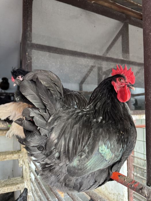 Cocoși de rasă – Moțați, Wyandotte, Ameraucana, Păduană, Australorp