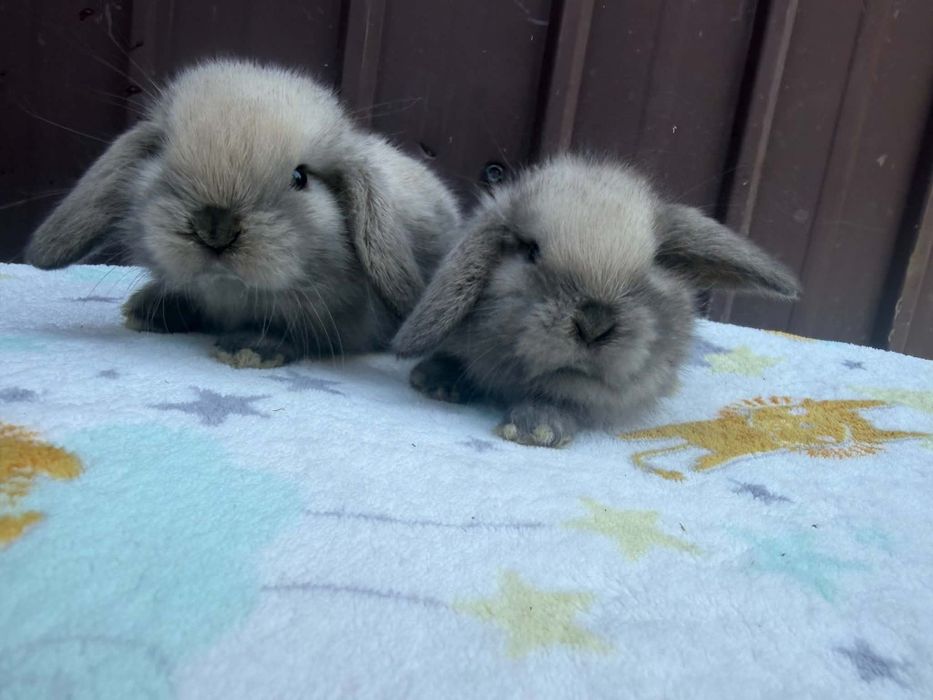 Vând pui de berbec pitic holland lop