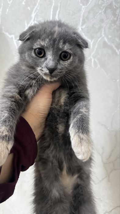 Продаються кошечки