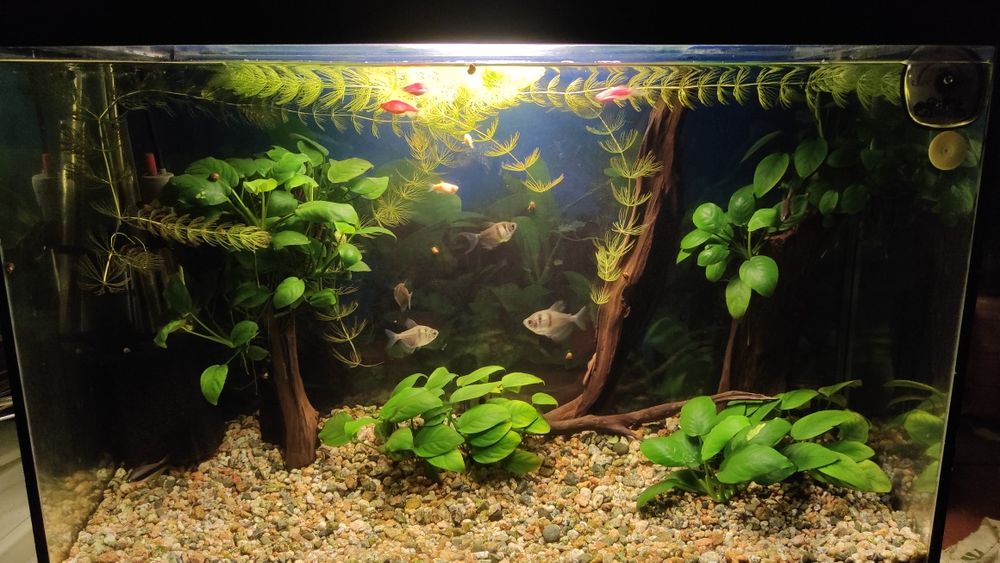 Аквариум 70 литров