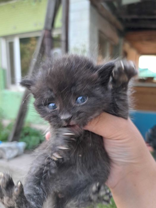 Котята бесплатно