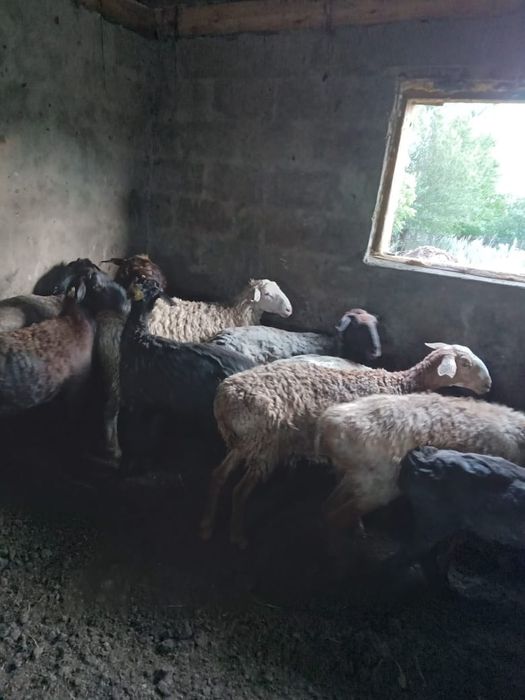 Продам марқа и баран