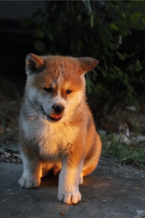 Pui de akita cauta o casuta noua