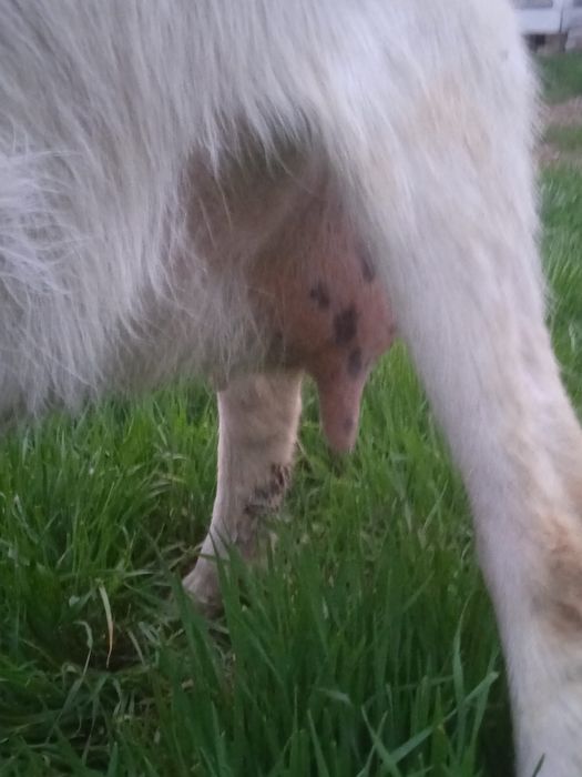 130 000 коза зааненская