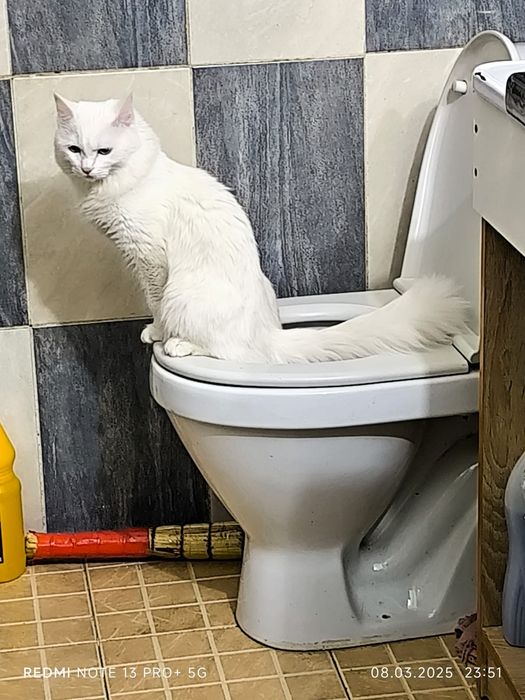 Вязка для нашего Кота