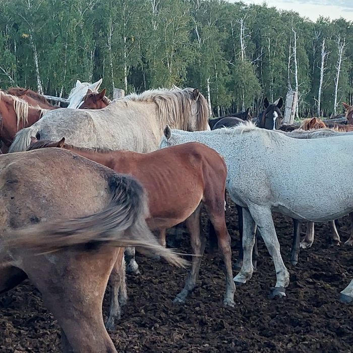 Продам табун лошадей