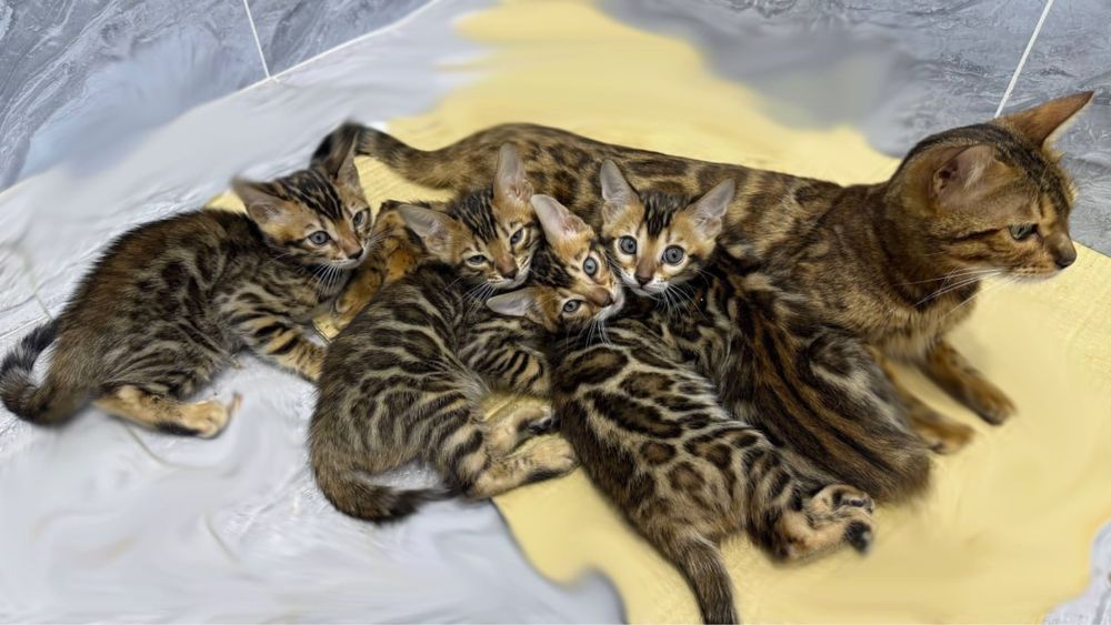 Бенгальские котята