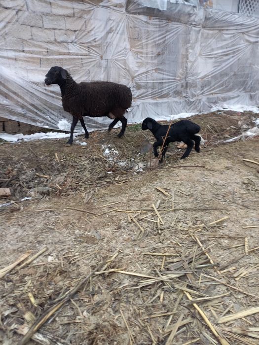 Ona bola sovliqlar sotiladi