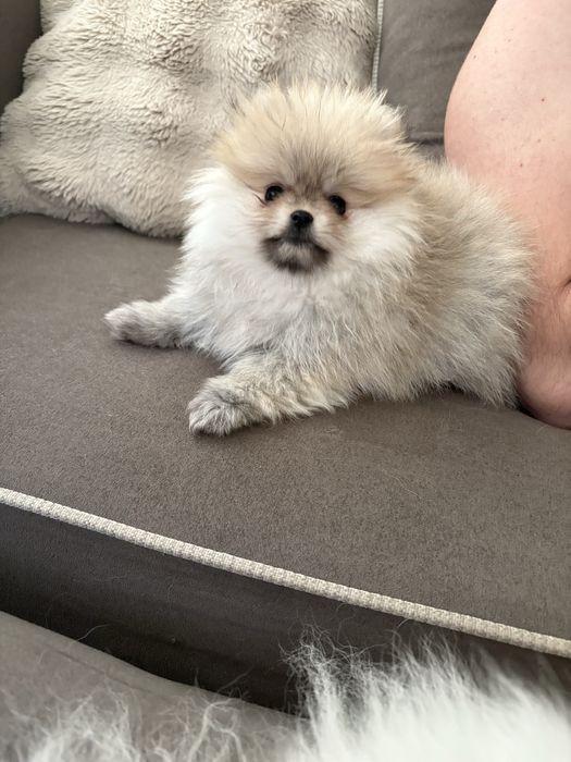 Померан със родословие