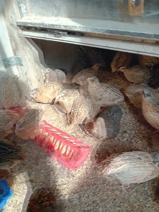 Prepelite Jumbo Gold de 5 saptamani