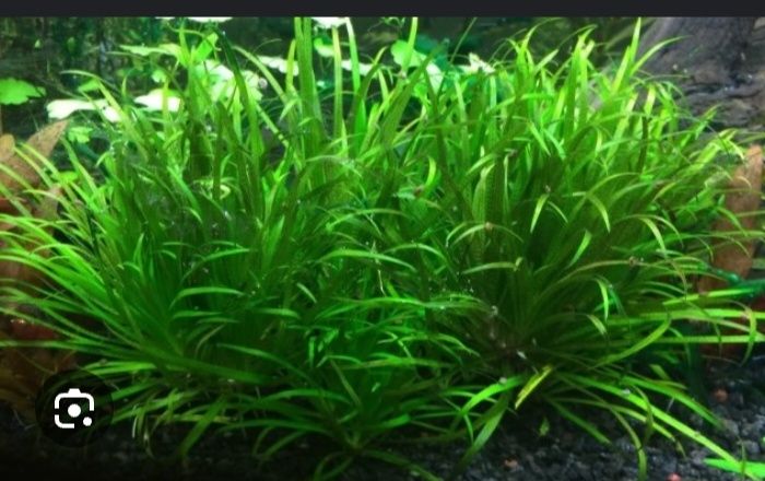 Продам  аквариумные растения