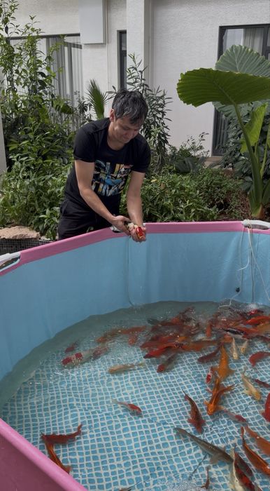 Рыба для пруда Японские карп Коя привазное Индонезия