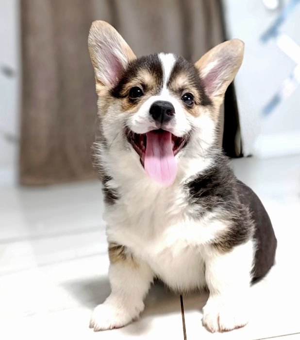 Вельш корги пемброк