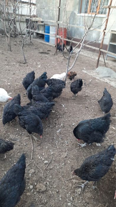 Джерсийский гигант