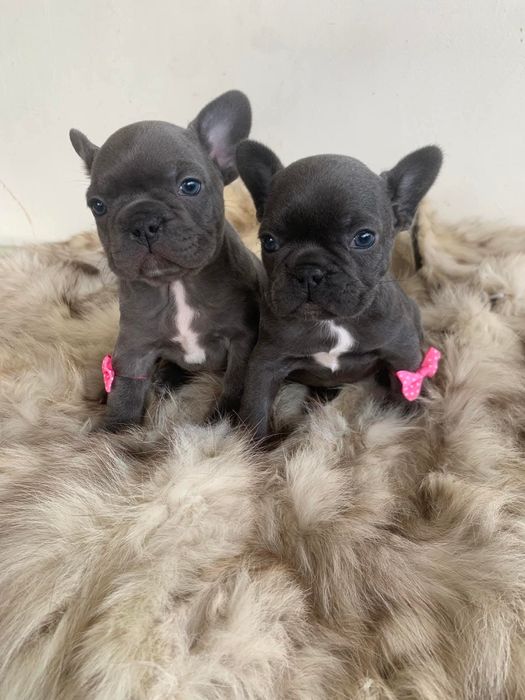 Френски сини булдоци момиче и момче