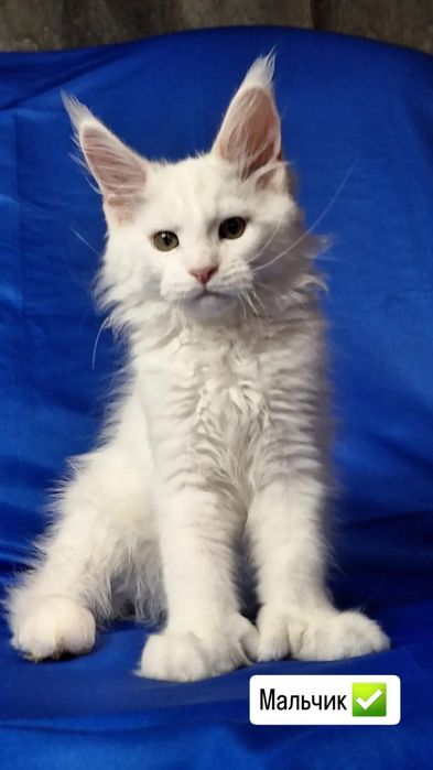 Мейн-кун котята из питомника