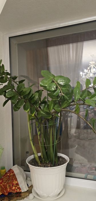 Замиокулькас долларовое дерево